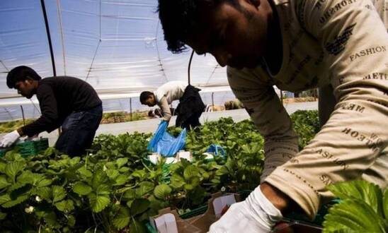 Image: Γαϊτάνης: Η πανδημία αναδεικνύει τα άλυτα προβλήματα με τους εργάτες γης