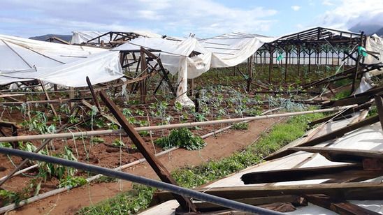 Image: Ο Αγροτικός Σύλλογος Ιεράπετρας καλεί τους παραγωγούς να δηλώσουν τις ζημιές από την κακοκαιρία "Μήδεια"