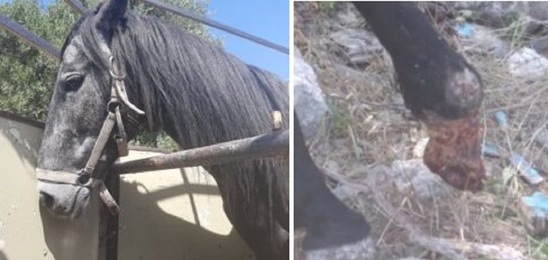 Image: Βαρύ πρόστιμο 30.300€ σε Κρητικό που κακοποιούσε το άλογό του