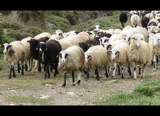 Image: Άγιος Νικόλαος | Έκλεψε 241 πρόβατα αλλά τον πρόδωσαν τα… κουδούνια