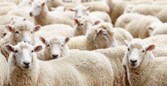 Image: Άγιος Νικόλαος: Έκλεψαν ολόκληρο κοπάδι πρόβατα - Πώς τους χάλασε τα σχέδια η αστυνομία