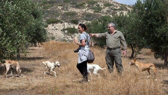 Image: Οργανωμένα συμφέροντα πίσω από τις υποχρεωτικές στειρώσεις ζώων 