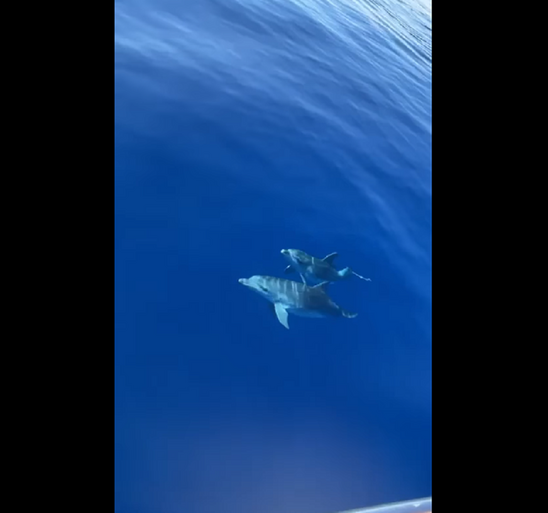 Image: Χρυσή: Απίθανο βίντεο με δελφίνια που παίζουν δίπλα σε σκάφος