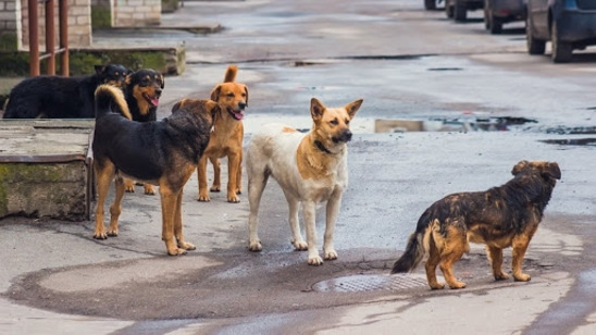 Image: 372.000 ευρώ για δημιουργία καταφυγίου αδέσποτων ζώων στον Δήμο Ιεράπετρας