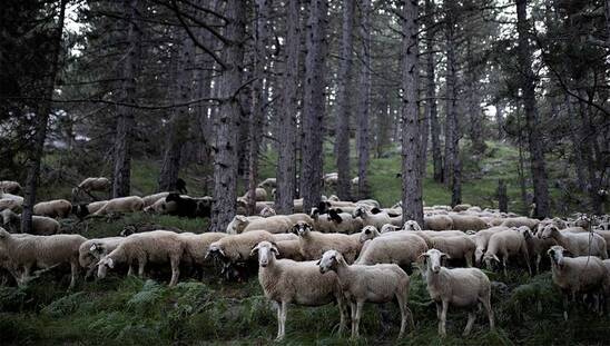 Image: Αγροτοκτηνοτρόφοι Κρήτης: Σήμερα στον υπουργό για τις απλήρωτες επιδοτήσεις