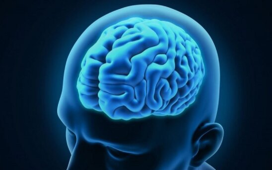 Image: ΙΤΕ: Έρευνα αποκαλύπτει εγκεφαλικούς μηχανισμούς που πλήττονται από την επιληψία
