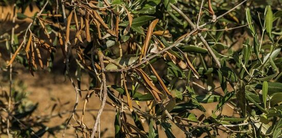 Image: Τουρκία: «Θεραπεύουν» τον κορωνοϊό με... τσάι από φύλλα ελιάς