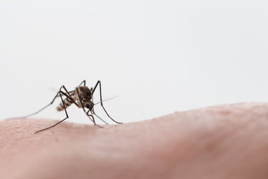 Image: Μεταδίδεται από τα κουνούπια ο κορωνοϊός;