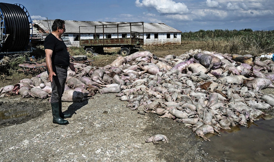 Image: Εικόνες - σοκ από τον θεσσαλικό κάμπο - «Βουνό» τα νεκρά ζώα μετά τις πλημμύρες