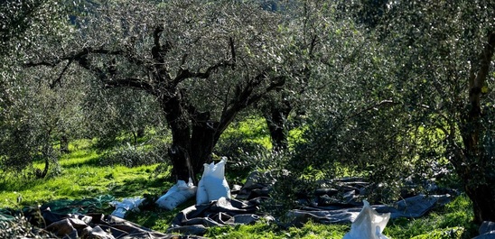 Image: Σκάνδαλο ΟΠΕΚΕΠΕ / Ενισχύσεις 120.000 ευρώ σε σύζυγο στελέχους για ελαιόδεντρα της Πολεμικής Αεροπορίας