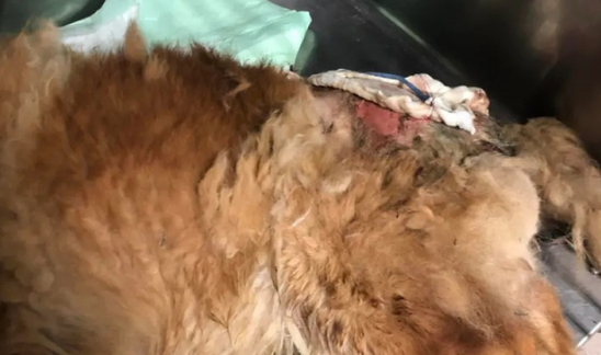 Image: Φρίκη στα Χανιά: Έριξαν στην πλάτη σκύλου καυστικό υγρό
