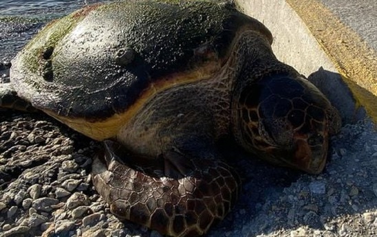 Image: Νεκρή η χελώνα σήμα κατατεθέν του λιμανιού της Ιεράπετρας