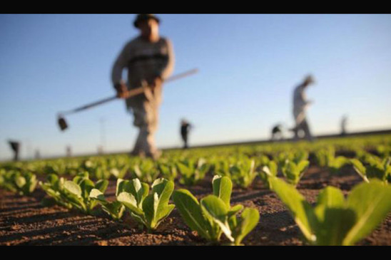 Image: Ενιαίος Αγροτικός Σύλλογος Ιεράπετρας: Τα νεότερα για τους εργάτες γης