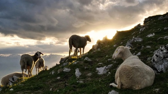 Image: Προληπτικά μέτρα στην Κρήτη για την ευλογιά αιγοπροβάτων: Απόλυτη απαγόρευση εισαγωγής ζώων στο νησί - Πότε θα τεθούν σε ισχύ