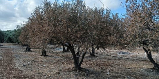 Image: Καραταράκη: Αναστρέψιμη η ζημιά στα ξηρικά ελαιόδεντρα με σωστό πότισμα και κλάδεμα