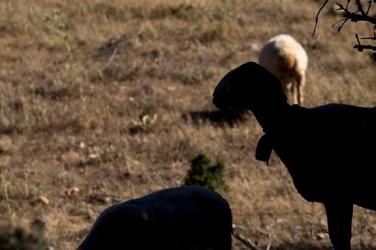 Image: Οροπέδιο Λασιθίου: Έσφαξαν τα αιγοπρόβατα με απίστευτη μανία