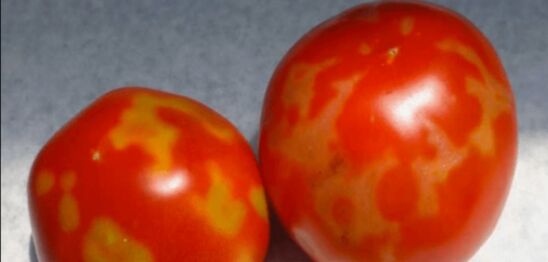 Image: Εμφανίστηκε και στο Ηράκλειο ο επικίνδυνος ιός για την ντομάτα