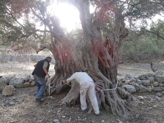 Image: ΕΠΤΑΣΤΙΚΤΟΣ: Για 5η συνεχή χρονιά λάδι από υπεραιωνόβια δέντρα στην Ιεράπετρα