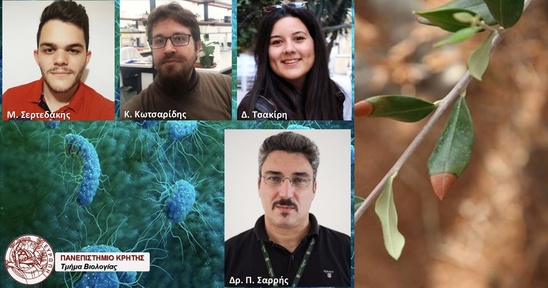 Image: Η ομάδα του Παναγιώτη Σαρρή ρίχνει φως σε βακτήριο που πλήττει καλλιέργειες, όπως την ελιά και το αμπέλι