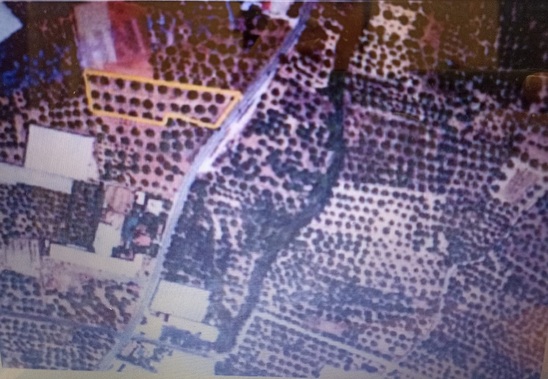 Image: Πωλείται αγροτεμάχιο 6 στρεμμάτων με ρίζες ελιές στις Γούρνες Ιεράπετρας