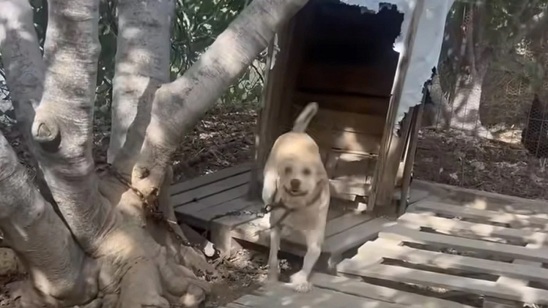 Image: Δύο συλλήψεις στην Ιεράπετρα για κακομεταχείριση ζώων – Παράδειγμα συνεργασίας αρχών και πολιτών για την ευζωία