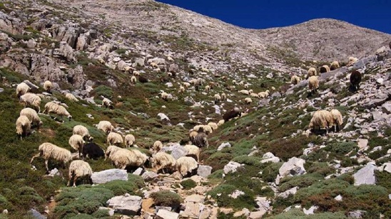 Image: Αγροτικοί Σύλλογοι για πανώλη: Οι φόβοι των κτηνοτρόφων επιβεβαιώθηκαν με τον χειρότερο τρόπο