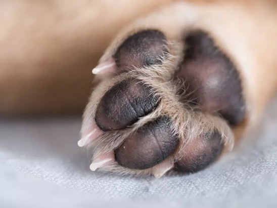 Image: Νέο κρούσμα δηλητηρίασης ζώου στον Δήμο Ιεράπετρας – Ενδείξεις για φόλα σε δασική περιοχή