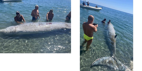 Image: Ο «ΑΡΙΩΝ» εξηγεί τα αίτια για τον  Μαζικό εκβρασμό ζιφιών στη νότια Κρήτη