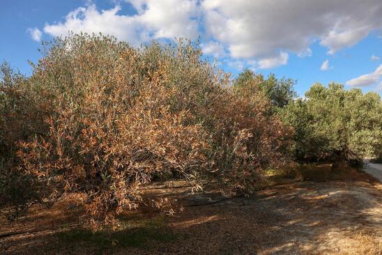 Image: Meteo: Σε σημαντική ξηρασία παραμένει η ανατολική Κρήτη