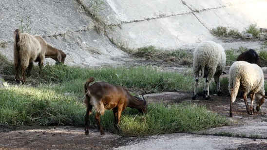 Image: Ιεράπετρα: Δασοφύλακες αρνούνται να επιδώσουν πρόστιμα σε κτηνοτρόφους – «Ξεφεύγουν» οι παραβάτες