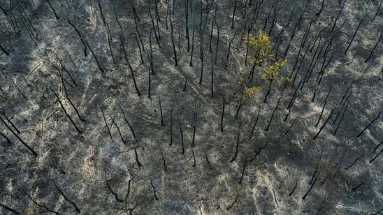 Image: Ανυπολόγιστη καταστροφή στο δάσος της Δαδιάς - Καίει για 6η μέρα η φωτιά