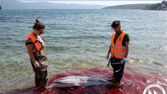 Image: Μαζικές δολοφονίες θαλάσσιων θηλαστικών στα Δωδεκάνησα καταγγέλλει το «Αρχιπέλαγος»