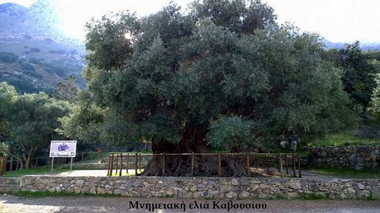 Image: Συναυλία «ωδή στην ελιά»: Μια μουσικοθεατρική παράσταση στο χώρο της αρχαίας Ελιάς στο Καβούσι