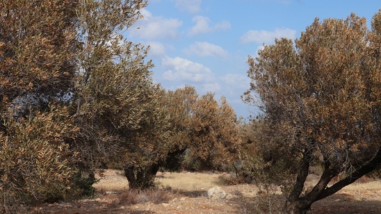 Image: Επιστολή Ανδρουλάκη στο Υπουργείο Αγροτικής Ανάπτυξης για τις επιπτώσεις της λειψυδρίας και της κλιματικής αλλαγής στον πρωτογενή τομέα της Π.Ε. Λασιθίου