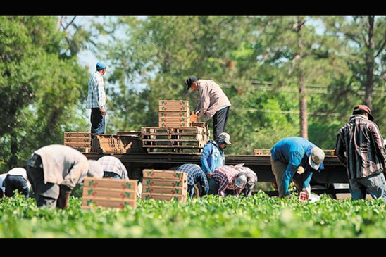 Image: Εργάτες Γης : Συνελεύσεις Ενιαίου Αγροτικού Συλλόγου σε Ιεράπετρα και Μακρύ Γιαλό