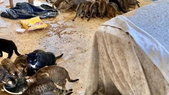 Image: Κακοποίηση ζώων στη Σητεία: Ακατάλληλες συνθήκες για 23 γάτες και... μία σύλληψη