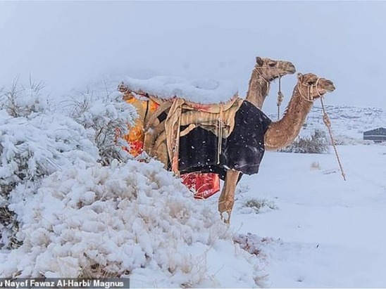 Image: Σαουδική Αραβία: Χιόνισε στην έρημο της Σαχάρας - Και ο καιρός τρελάθηκε! - Εικόνες