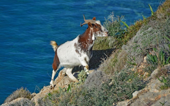 Image: Λασίθι: Πέντε συλλήψεις για ζωοκλοπές – Πάνω από 320 αιγοπρόβατα είχαν κλαπεί