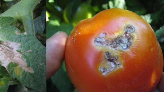 Image: Ανησυχία στην Κρήτη για την εξάπλωση ιού στην ντομάτας