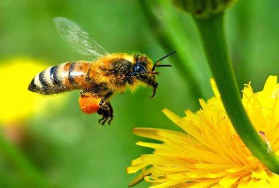 Image: Οι πεινασμένες μέλισσες, οι μαυραγορίτες και η ζάχαρη