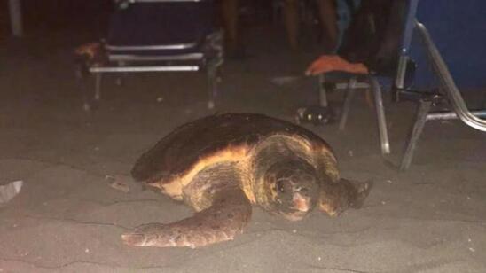 Image: Νυχτερινή επίσκεψη χελώνας caretta caretta στα Τέρτσα