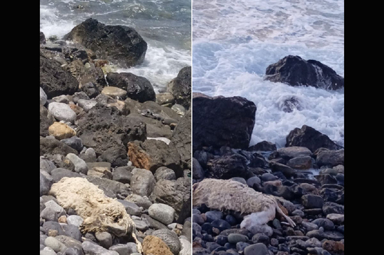Image: Αποτρόπαιο θέαμα με νεκρό ζώο στην παραλία της Παχειάς Άμμου