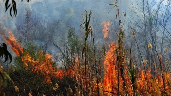 Image: Συναγερμός για το φαινόμενο Hot Dry Windy - Ποιες περιοχές της Κρήτης είναι στο «κόκκινο»