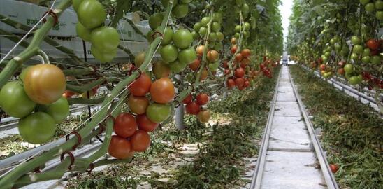 Image: Δεν πήραν ούτε ένα ευρώ - Μεγάλες αδικίες στις κορωνοενισχύσεις κηπευτικών