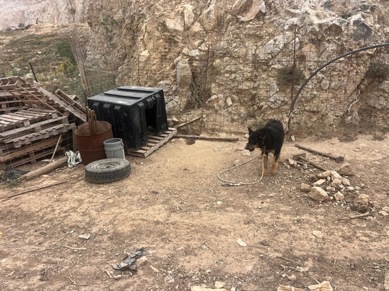 Image: Ιεράπετρα: 2 Συλλήψεις από τη Δημοτική Αστυνομία Ιεράπετρας και την Αστυνομία Ζώων για παράβαση της νομοθεσίας περί ευζωίας ζώων συντροφιάς