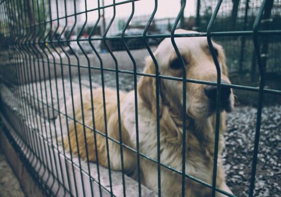 Image: Σε δημόσια διαβούλευση το νομοσχέδιο για κατοικίδια και αδέσποτα ζώα – Βαριές ποινές για κακοποίηση